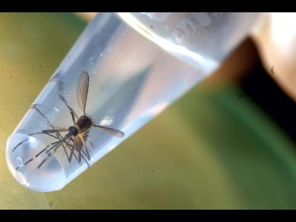 mosquito