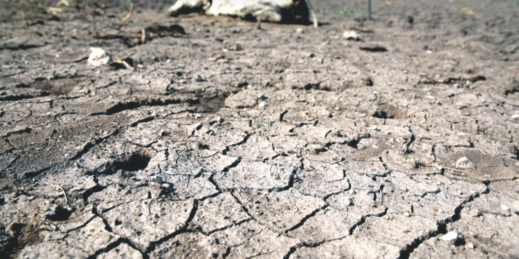 No hay agua suficiente para abrevaderos