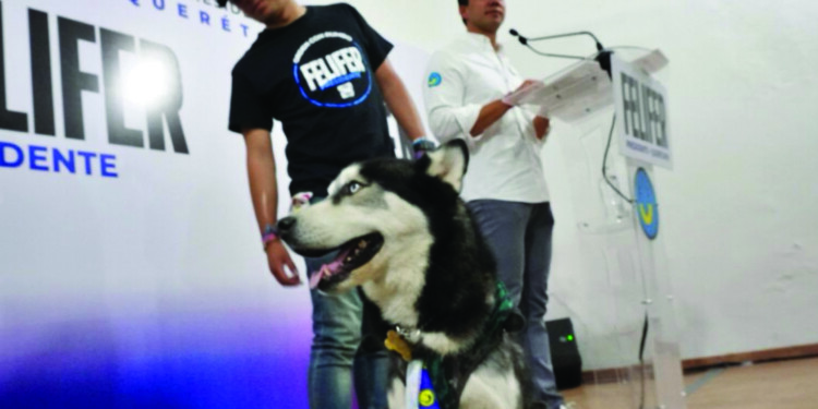 Felifer protegerá a mascotas