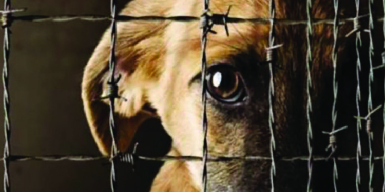 Organizan primer concurso nacional de cortos en favor del bienestar animal