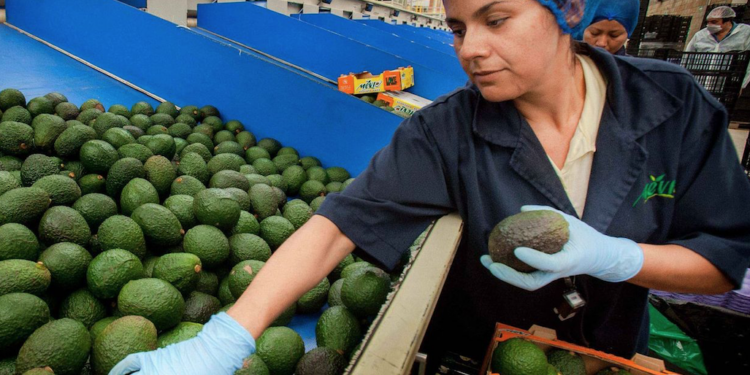 Reactivarán exportaciones de aguacate mexicano a EU