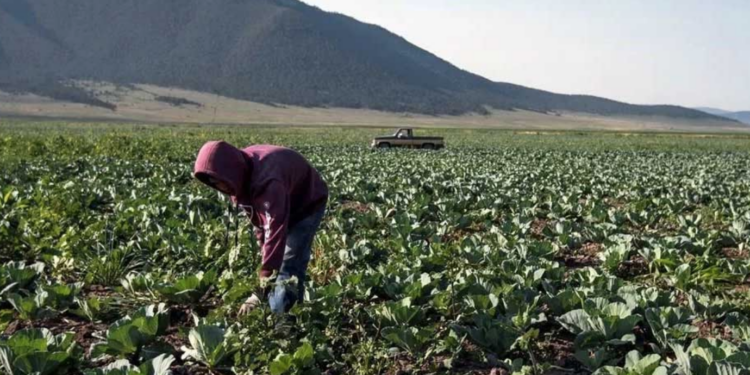Inquieta asignación de recursos al campo