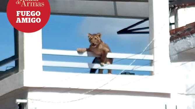 Detectan leona en azote