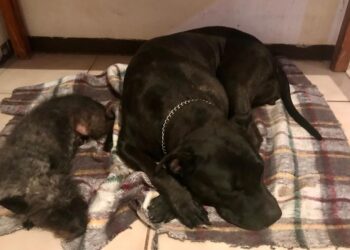 Pago puntual del predial también dará un seguro de mascotas