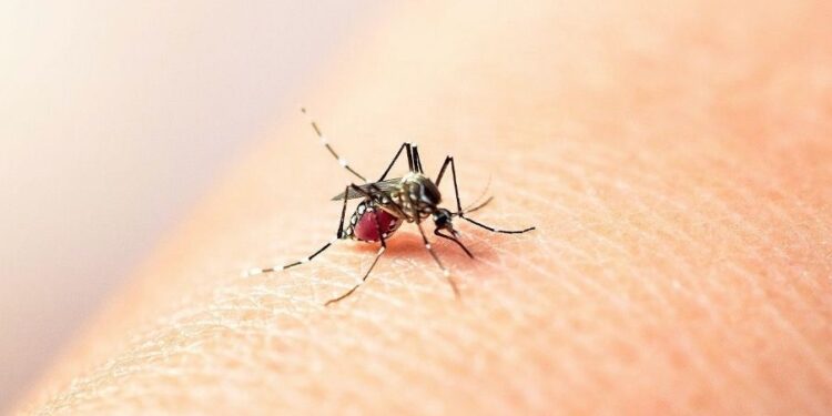 Se registran cinco muertes por dengue en Querétaro
