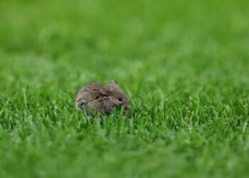 Manchester United ahora tiene que lidiar con ratones