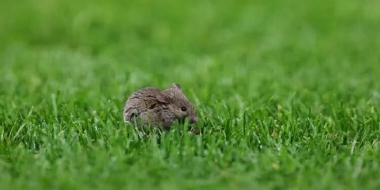 Manchester United ahora tiene que lidiar con ratones