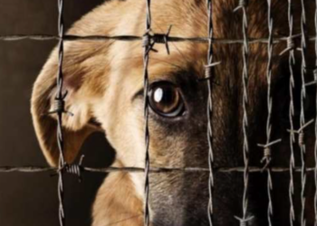 Combaten maltrato animal en San Juan