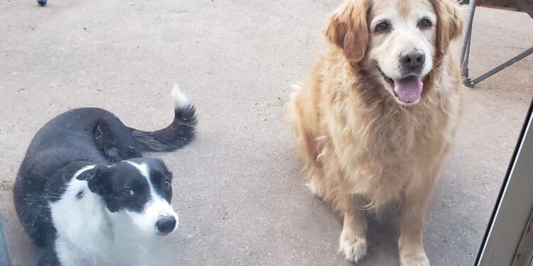 Habrá registro, con chips, de mascotas en la capital