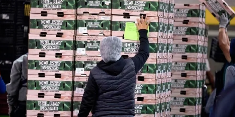 Bajaron 20% envíos de aguacate a EU