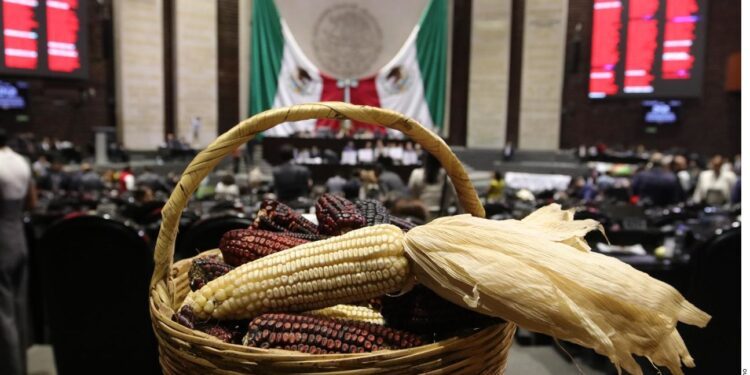 Avalan diputados prohibición al cultivo de maíz transgénico