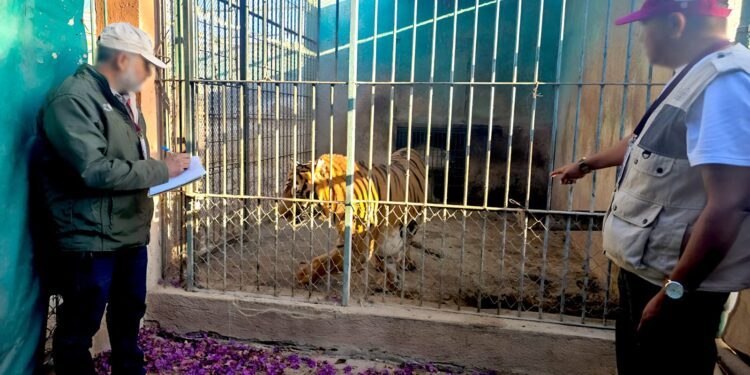 PROFEPA ordena medidas urgentes al Zoológico Wamerú en Querétaro