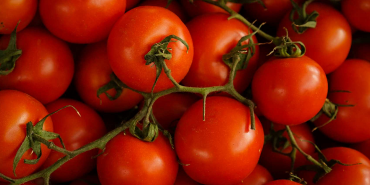 EU impondrá arancel del 20.91% a tomates mexicanos 