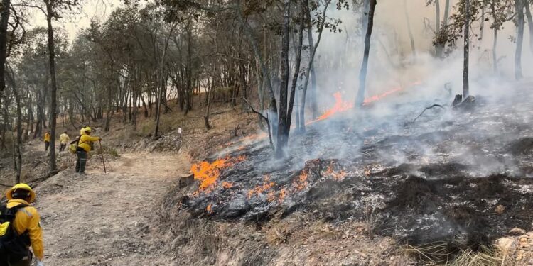 700 hectáreas afectadas por incendio forestal en Amealco