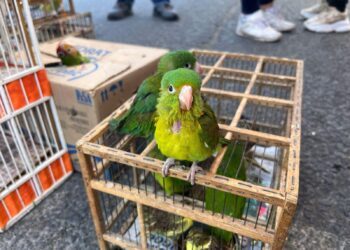 Aseguran más de 80 aves destinadas a venta ilegal