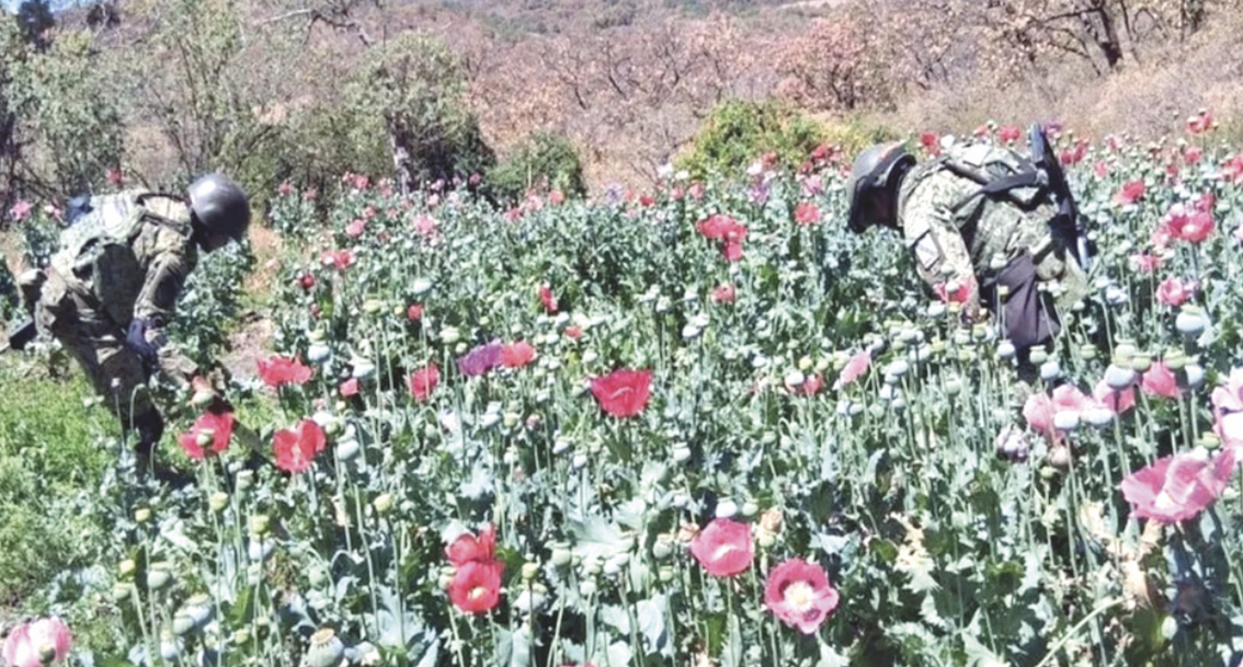 Roza Morena 50% de su meta de afiliación