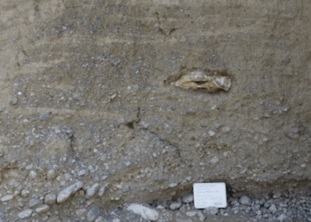 Recuperan restos de megafauna pleistocénica