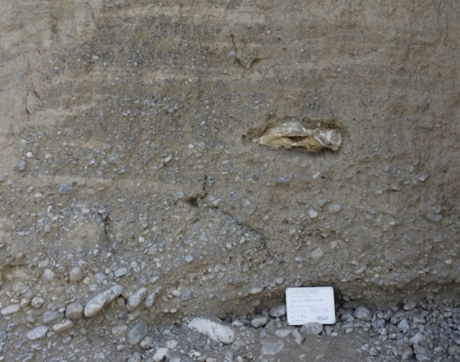 Recuperan restos de megafauna pleistocénica