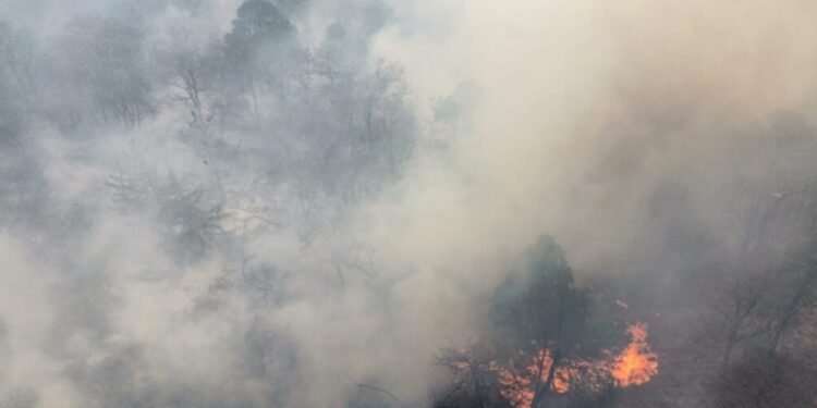 Huimilpan iniciará reforestación para recuperar espacios dañados por incendios
