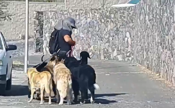 Presenta Corregidora denuncia ante Fiscalía por presunto maltrato animal