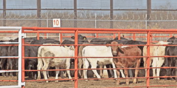 Totalmente exagerado, dice CSP sobre cierre por gusano