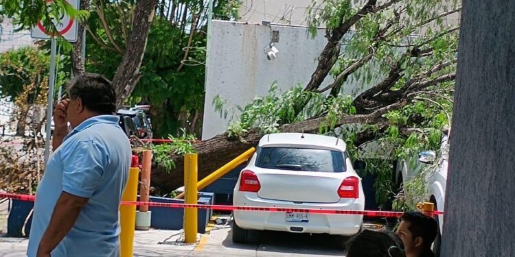 ÁRBOL CAE SOBRE AUTOS EN BERNARDO QUINTANA