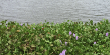 Lirio acuático daña la pesca en la Presa Constitución de 1917