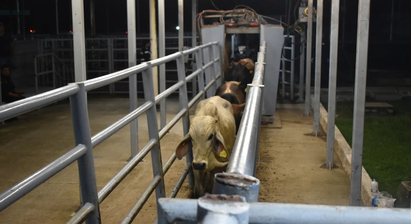 Chihuahua alista 70 mil cabezas de ganado para cruzar a EU