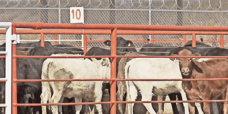 Aranceles “punitivos”, arma de Trump