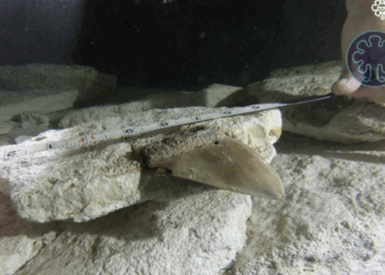 Muestran dientes de tiburón prehistórico