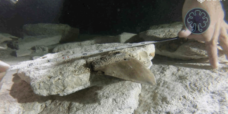 Muestran dientes de tiburón prehistórico