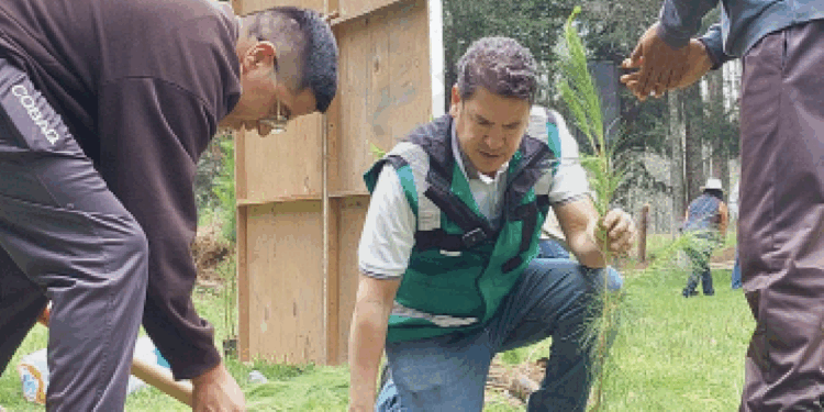 Campaña de reforestación en la Sierra