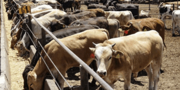 Extendería EU cierre a ganado hasta el 2026