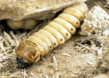 La familia Trump aumenta riqueza