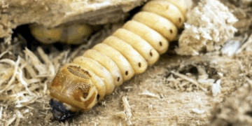 La familia Trump aumenta riqueza