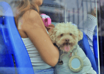Parada rápida de Tren Méx-Qro quedaría afuera del Parque Alcanfores