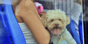 Parada rápida de Tren Méx-Qro quedaría afuera del Parque Alcanfores