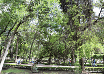 Plaga de muérdago en árboles de Alameda Hidalgo