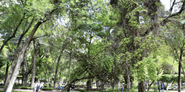 Plaga de muérdago en árboles de Alameda Hidalgo