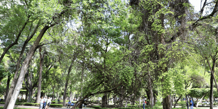 Plaga de muérdago en árboles de Alameda Hidalgo