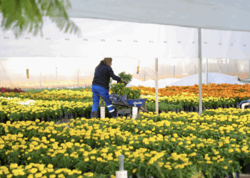 Preparan 30 mil flores de cempasúchil