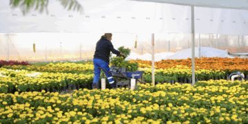 Preparan 30 mil flores de cempasúchil