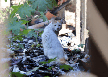 La sombra del sacrificio  animal en Querétaro