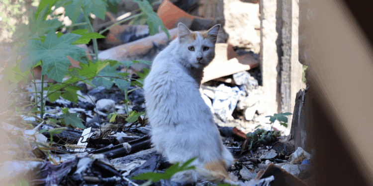La sombra del sacrificio animal en Querétaro