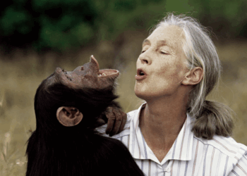 Publicará Netflix entrevista a Goodall