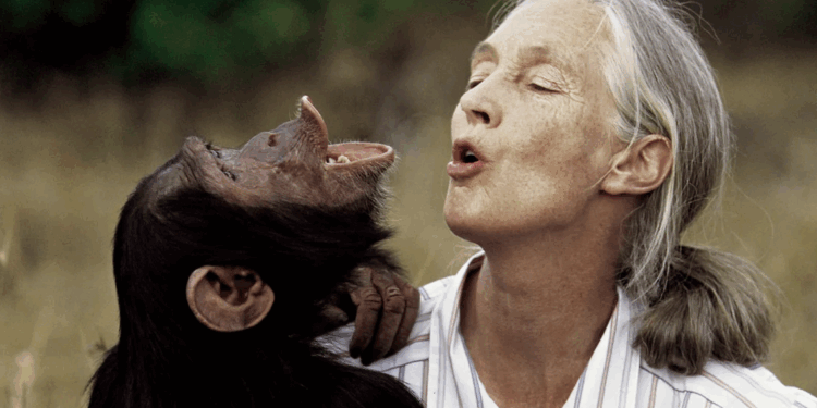 Publicará Netflix entrevista a Goodall