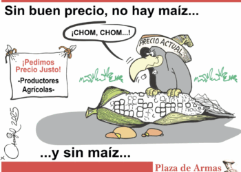 Sin buen precio, no hay maíz