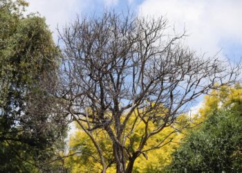 El 60 por ciento de árboles en la Alameda Hidalgo tienen plaga de muérdago