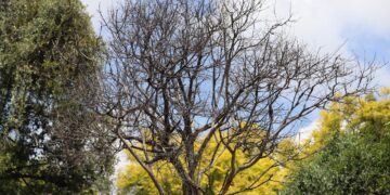 El 60 por ciento de árboles en la Alameda Hidalgo tienen plaga de muérdago