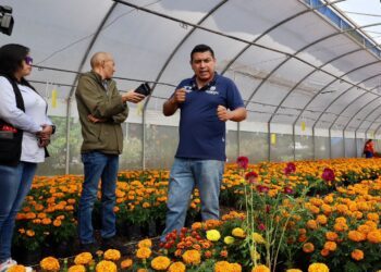 Alista vivero municipal 30 mil flores de cempasúchil, para parques y jardines de la capital